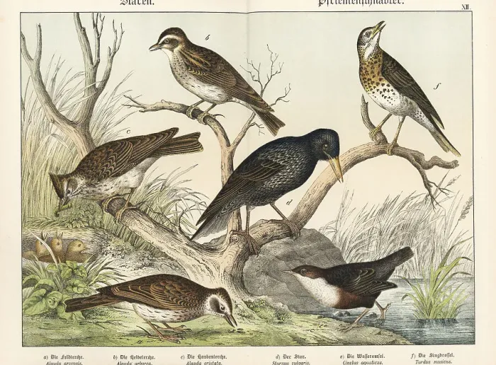 Framed Print : Larks, starling, dipper, and song thrush
