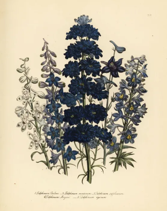 Framed Print : Larkspur or Delphinium species Framed Print : Larkspur or Delphinium species