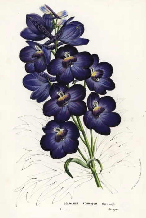 Framed Print : Larkspur hybrid, Delphinium formosum Framed Print : Larkspur hybrid, Delphinium formosum