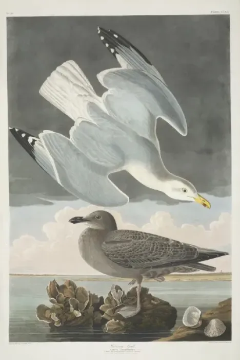 Framed Print : Larus argentatus, herring gull Framed Print : Larus argentatus, herring gull