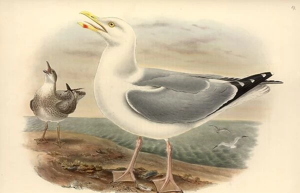 Larus argentatus, herring gull