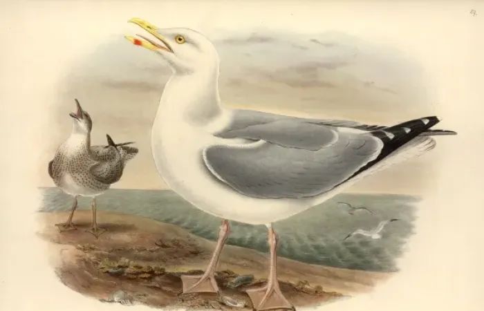 Framed Print : Larus argentatus, herring gull Framed Print : Larus argentatus, herring gull