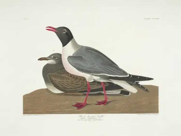 Framed Print : Larus atricilla, laughing gull Framed Print : Larus atricilla, laughing gull