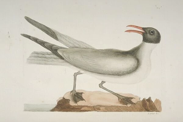 Larus atricilla, laughing gull