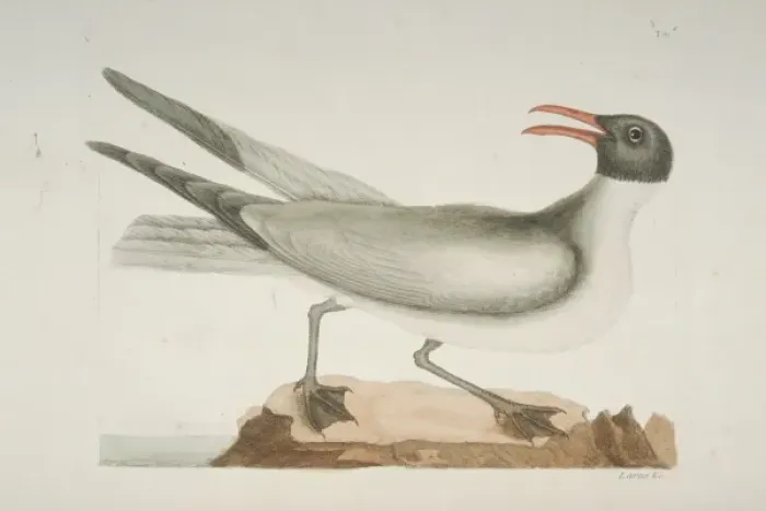 Framed Print : Larus atricilla, laughing gull Framed Print : Larus atricilla, laughing gull