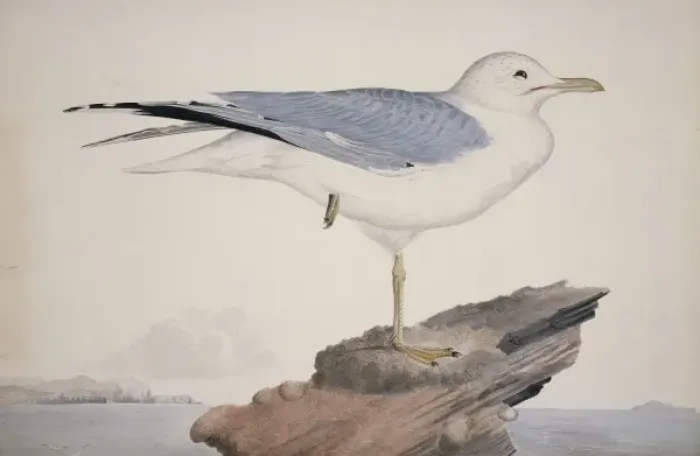 Framed Print : Larus canus, mew gull Framed Print : Larus canus, mew gull