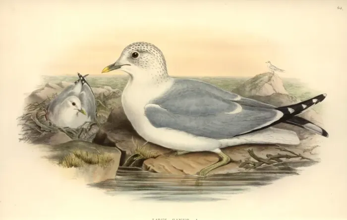 Framed Print : Larus canus, mew gull Framed Print : Larus canus, mew gull