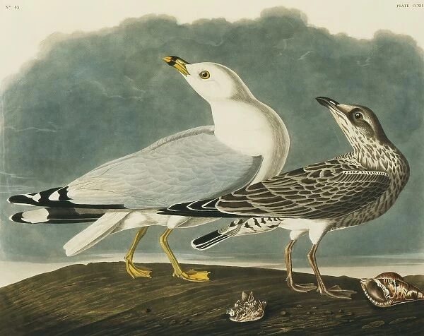 Larus delawarensis, ring-billed gull