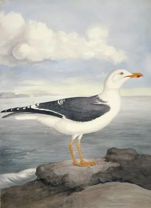 Framed Print : Larus fuscus, lesser black-backed gull Framed Print : Larus fuscus, lesser black-backed gull