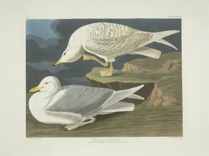Framed Print : Larus glaucoides, Iceland gull Framed Print : Larus glaucoides, Iceland gull