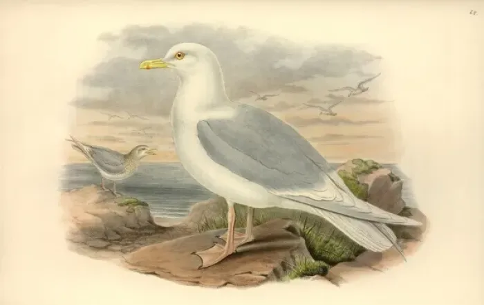Framed Print : Larus glaucoides, Iceland gull Framed Print : Larus glaucoides, Iceland gull