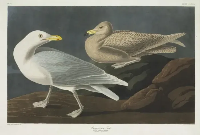 Framed Print : Larus hyperboreus, glaucous gull Framed Print : Larus hyperboreus, glaucous gull
