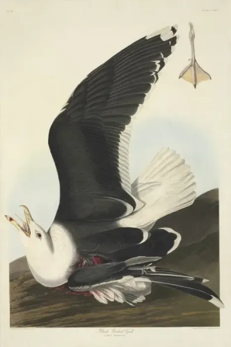 Framed Print : Larus marinus, great black-backed gull Framed Print : Larus marinus, great black-backed gull