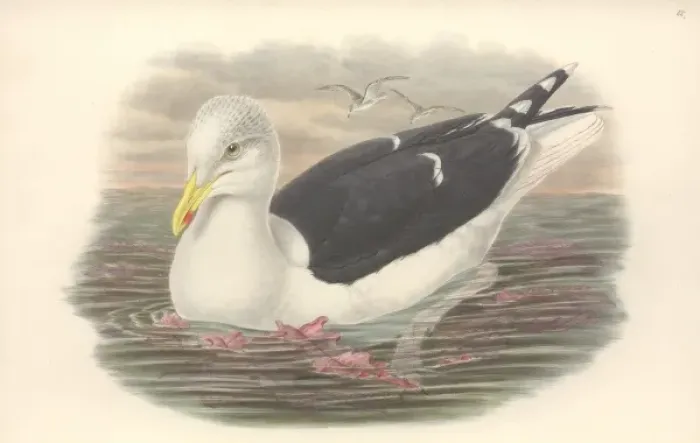 Framed Print : Larus marinus, great black-backed gull Framed Print : Larus marinus, great black-backed gull