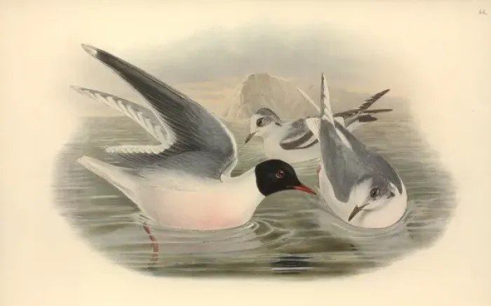 Framed Print : Larus minutus, little gull Framed Print : Larus minutus, little gull