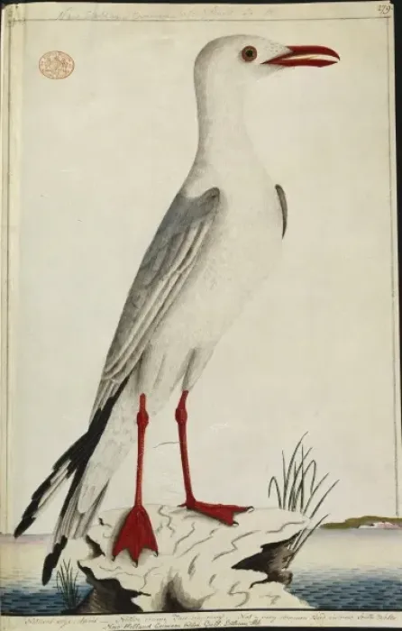 Framed Print : Larus novaehollandiae, silver gull Framed Print : Larus novaehollandiae, silver gull