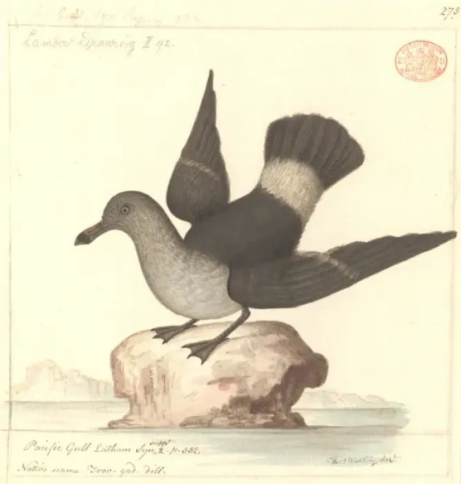 Framed Print : Larus pacificus, pacific gull Framed Print : Larus pacificus, pacific gull