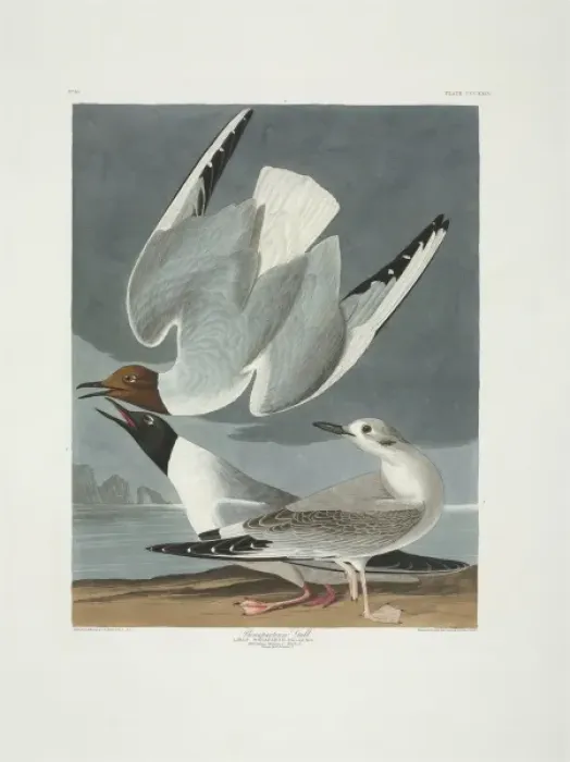 Framed Print : Larus philadelphia, Bonapartes gull Framed Print : Larus philadelphia, Bonapartes gull