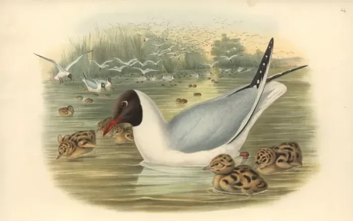 Framed Print : Larus ridibundus, common black-headed gull Framed Print : Larus ridibundus, common black-headed gull