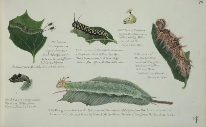 Framed Print : Larvae and Pupae by Margaret Fountaine Framed Print : Larvae and Pupae by Margaret Fountaine