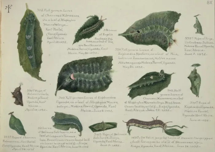 Framed Print : Larvae and Pupae by Margaret Fountaine Framed Print : Larvae and Pupae by Margaret Fountaine