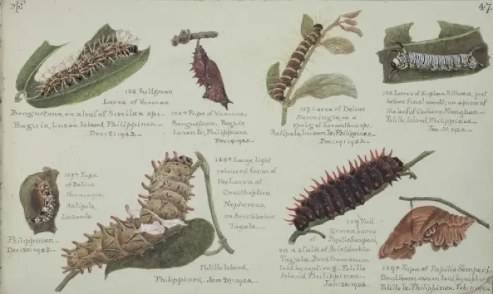 Framed Print : Larvae and Pupae by Margaret Fountaine