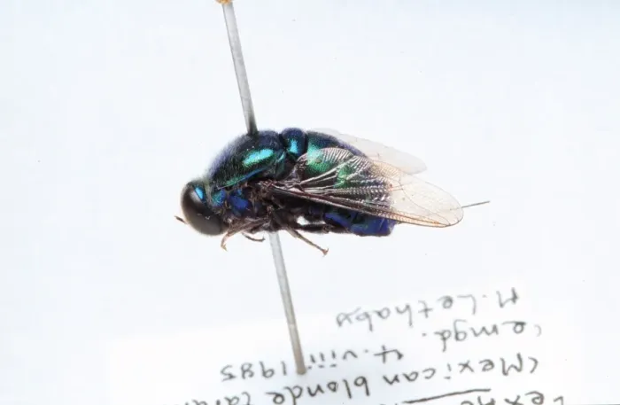 Framed Print : Lasia sp. small-headed fly Framed Print : Lasia sp. small-headed fly