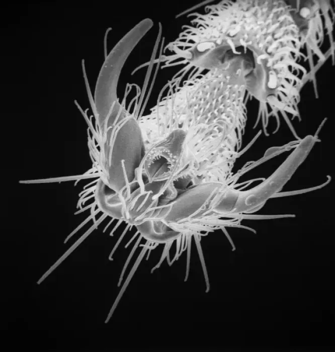 Framed Print : Lasius niger, black garden ant Framed Print : Lasius niger, black garden ant
