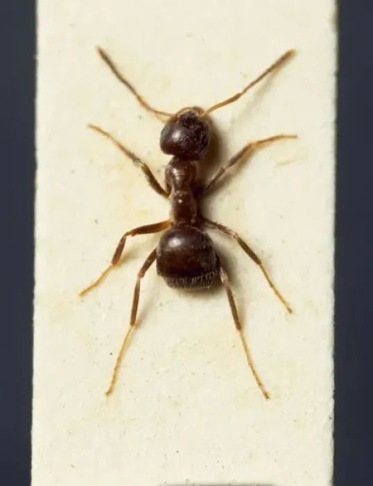 Framed Print : Lasius niger, black garden ant Framed Print : Lasius niger, black garden ant
