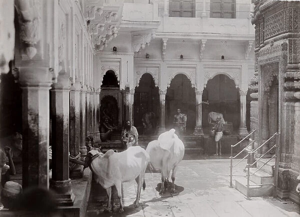 Late 19th century photograph: Cattle, cows in a temple complex, India