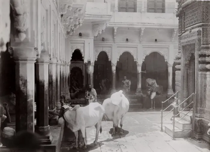 Framed Print : Late 19th century photograph: Cattle, cows in a temple complex, India Framed Print : Late 19th century photograph: Cattle, cows in a temple complex, India