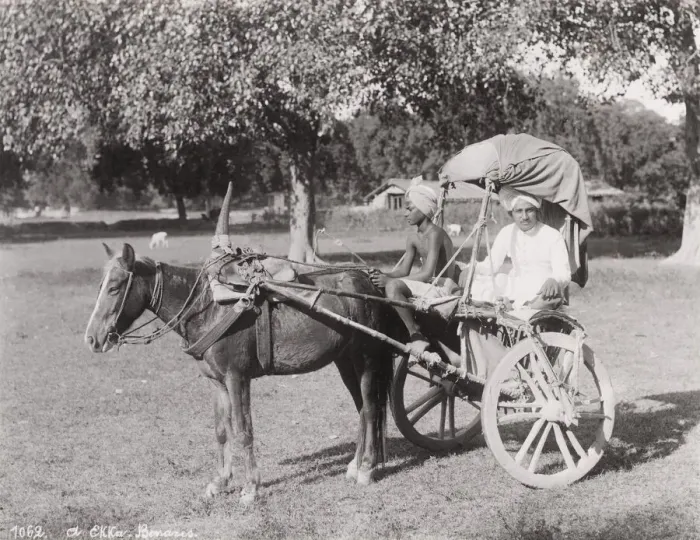 Framed Print : Late 19th century photograph: Ekka, single horse carriage, hackney, India Framed Print : Late 19th century photograph: Ekka, single horse carriage, hackney, India