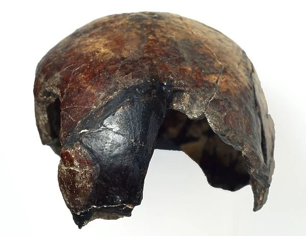 Late archaic Homo sapiens cranium (Skhul 9)