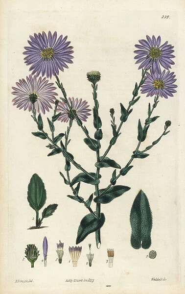 Late purple American-aster, Symphyotrichum patens