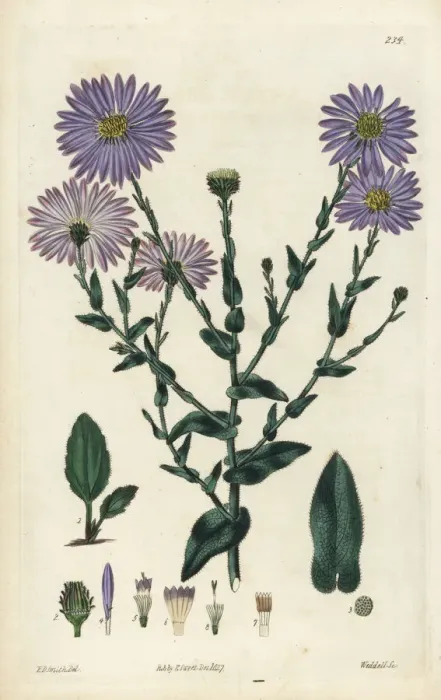 Framed Print : Late purple American-aster, Symphyotrichum patens Framed Print : Late purple American-aster, Symphyotrichum patens