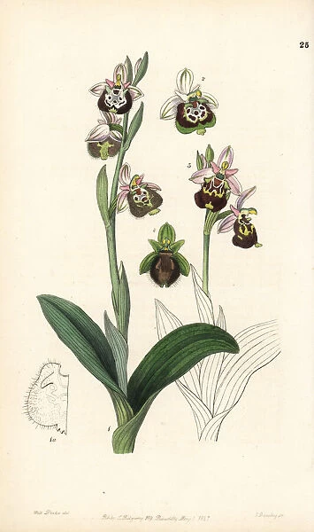 Late spider-orchid or painted-lipped ophrys