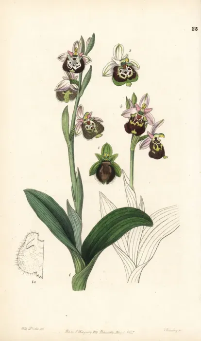 Framed Print : Late spider-orchid or painted-lipped ophrys Framed Print : Late spider-orchid or painted-lipped ophrys