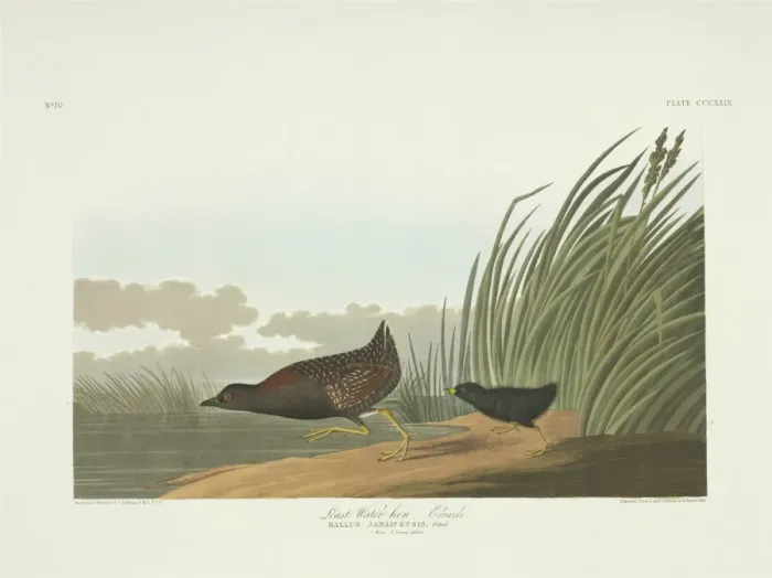 Framed Print : Laterallus jamaicensis, black rail Framed Print : Laterallus jamaicensis, black rail