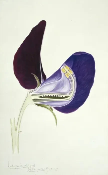 Framed Print : Lathyrus odoratus, sweet pea Framed Print : Lathyrus odoratus, sweet pea