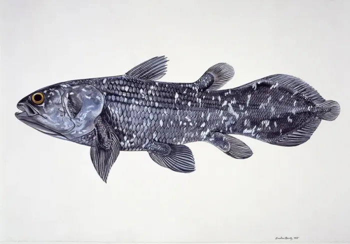 Framed Print : Latimeria chalumnae, coelacanth Framed Print : Latimeria chalumnae, coelacanth