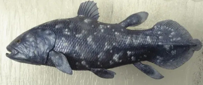 Framed Print : Latimeria chalumnae, coelacanth Framed Print : Latimeria chalumnae, coelacanth