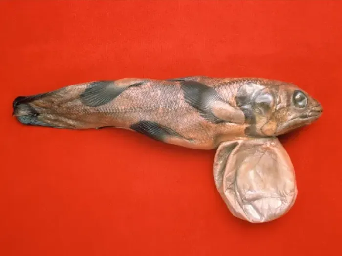 Framed Print : Latimeria chalumnae, coelacanth