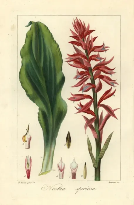 Framed Print : Latin American lady orchid, Stenorrhynchos speciosus Framed Print : Latin American lady orchid, Stenorrhynchos speciosus