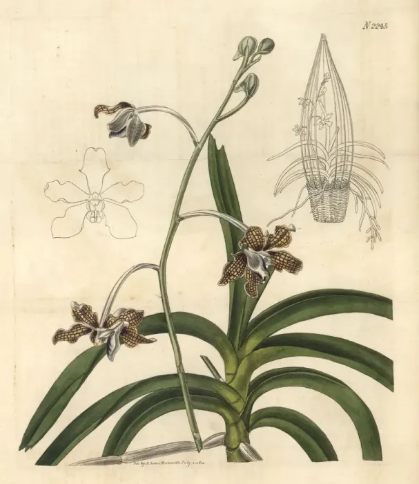 Framed Print : Lattice-like paterned flower vanda, Vanda tessellata Framed Print : Lattice-like paterned flower vanda, Vanda tessellata