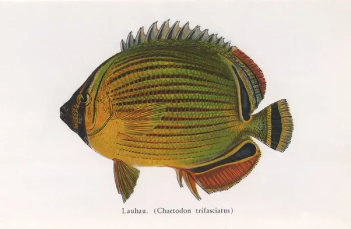 Framed Print : Lauhau, Fishes of Hawaii Framed Print : Lauhau, Fishes of Hawaii