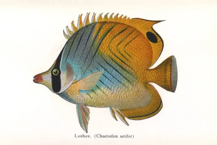 Framed Print : Lauhau, Fishes of Hawaii Framed Print : Lauhau, Fishes of Hawaii