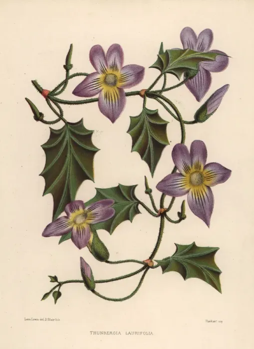 Framed Print : Laurel clockvine or blue trumpet vine, Thunbergia laurifolia Framed Print : Laurel clockvine or blue trumpet vine, Thunbergia laurifolia