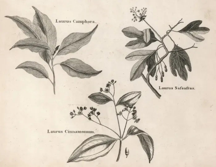 Framed Print : Laurus Species Framed Print : Laurus Species