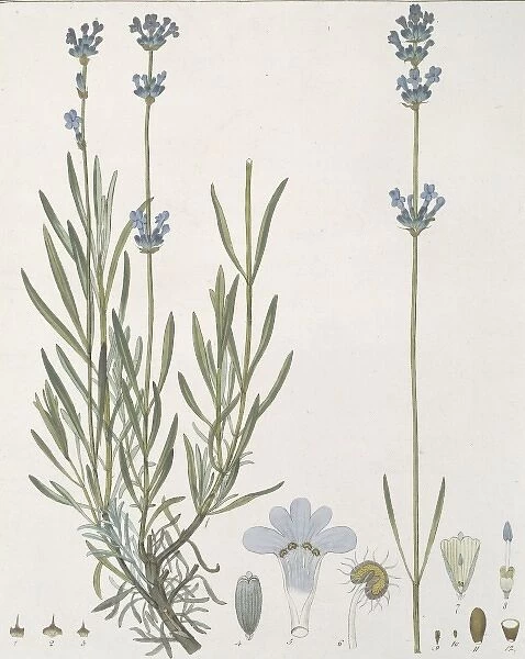 Lavandula angustifolia, common lavender