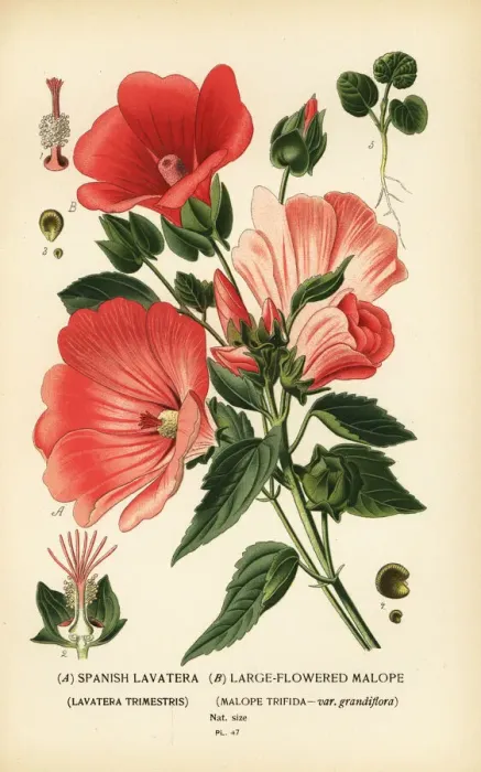 Framed Print : Lavatera trimestris and Malope trifida Framed Print : Lavatera trimestris and Malope trifida